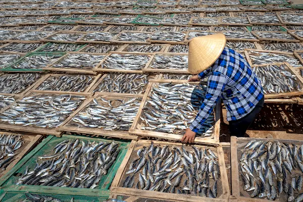Proceso para saber cómo exportar harina de pescado paso a paso